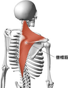 僧帽筋の筋肉痛 に対する画像結果