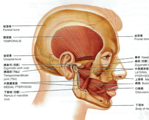 あくび,顎が痛い,顎関節症,原因,頭痛
